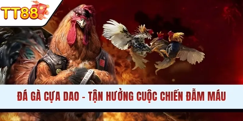 Đá Gà Cựa Dao - Tận Hưởng Cuộc Chiến Kịch Tính, Khó Đoán
